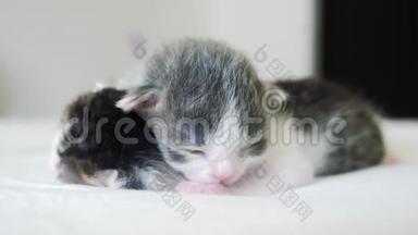 搞笑视频两只可爱的新生小猫睡眠生活方式团队合作床上.. 宠物概念宠物概念。 小猫斑纹
